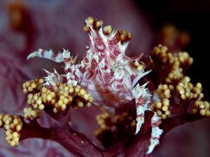 Candy Coral Crab. Komodo, Indonesia. Canon G10, dual inon... by Stephen Holinski 